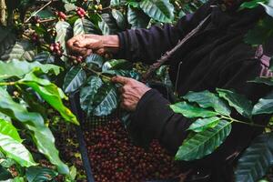 Farmers harvest ripe coffee beans from organically grown Arabica coffee trees. Asian worker is gathering coffee beans on plantation in bushy wood. photo