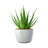 AI generated Aloe vera plant in pot transparent background png