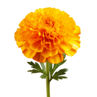 AI generated Beautiful yellow marigold flower isolated background png