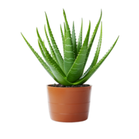 AI generated Aloe vera plant in pot transparent background png