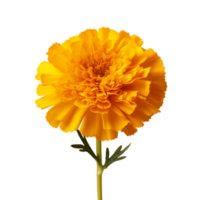 ai generado hermosa amarillo maravilla flor aislado antecedentes png