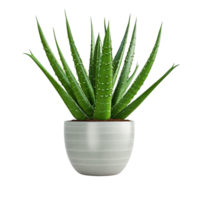 AI generated Aloe vera plant in pot transparent background png