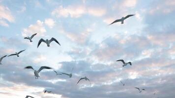 Flock of Seagulls flying view with low angle shot and partly cloudy sky on the background. video