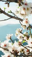 blanc fleurs de amande arbre dans printemps video