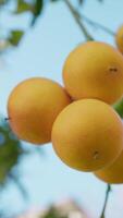 de Siciliaans oranje vers fruit boom video