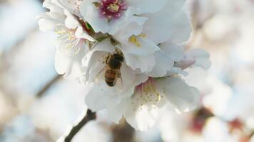 Biene nimmt Pollen von ein Weiß Mandel Blüten Baum video