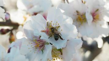 abeja en el almendra flores árbol video