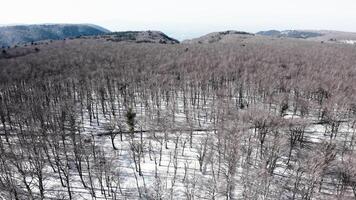 wit sneeuw onder de leeg Woud boom in winter berg antenne video