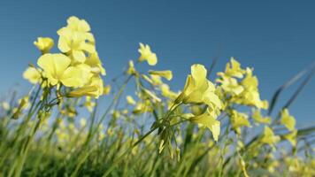 Yellow Little Sorrel Flowers In The Park Field video