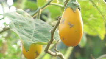 Eggplant fruit that is yellow and still on the tree and exposed to gusts of wind video