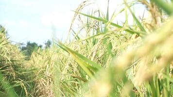 Rice fields that have turned yellow and are ready to be harvested video