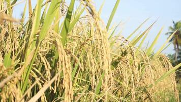 rijst- velden dat hebben draaide zich om geel en zijn klaar naar worden geoogst video