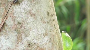 A colony of black ants walking on a tree trunk in a plantation area video