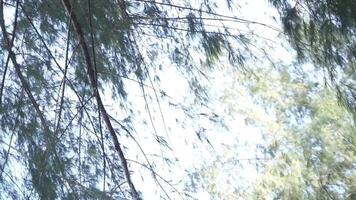 Cemara laut or Casuarina Equisetifolia on the edge of the beach whose leaves and chains are blown by the wind video