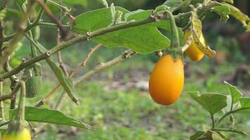 aubergine fruit dat is geel en nog steeds Aan de boom en blootgesteld naar windstoten van wind video