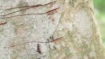 A colony of black ants walking on a tree trunk in a plantation area video