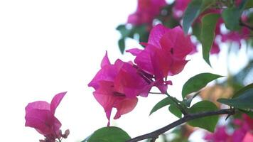 Bougainvillea Blumen oder bunga kertas sind sehr berühmt im Indonesien wie ein Zier Pflanze Das blüht schön im das trocken Jahreszeit video