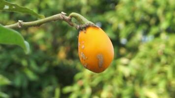 aubergine fruit dat is geel en nog steeds Aan de boom en blootgesteld naar windstoten van wind video