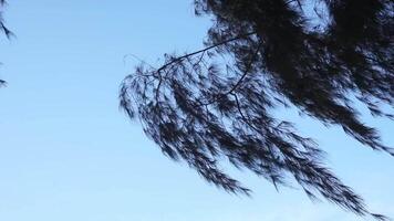 cemara laut o casuarina equisetifolia su il bordo di il spiaggia il cui, di chi le foglie e Catene siamo soffiato di il vento video