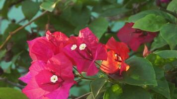 bougainvillea bloemen of bunga kertas zijn heel beroemd in Indonesië net zo een sier- fabriek dat bloei prachtig in de droog seizoen video