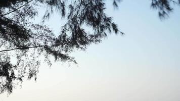 cemara laut eller casuarina equisetifolia på de kant av de strand vars löv och kedjor är blåst förbi de vind video