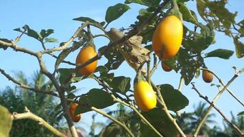 aubergine fruit cette est Jaune et encore sur le arbre et exposé à rafales de vent video