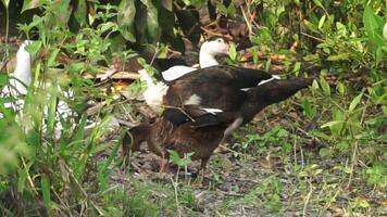 une groupe de canards en marchant et à la recherche pour Naturel nourriture autour le les plantes video