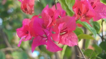 buganvillas flores o bunga kertas son muy famoso en Indonesia como un ornamental planta ese floraciones hermosamente en el seco temporada video