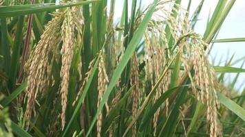 Rice fields that have turned yellow and are ready to be harvested video