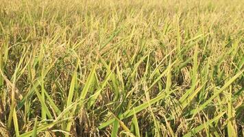 Rice fields that have turned yellow and are ready to be harvested video