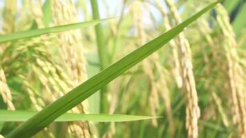 rijst- velden dat hebben draaide zich om geel en zijn klaar naar worden geoogst video