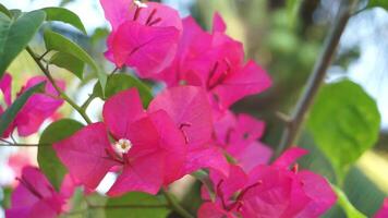 Bougainvillea Blumen oder bunga kertas sind sehr berühmt im Indonesien wie ein Zier Pflanze Das blüht schön im das trocken Jahreszeit video