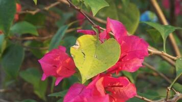 Bougainvillea flowers or bunga kertas are very famous in Indonesia as an ornamental plant that blooms beautifully in the dry season video