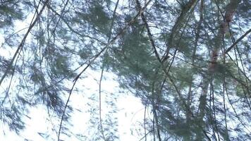 cemara laut eller casuarina equisetifolia på de kant av de strand vars löv och kedjor är blåst förbi de vind video