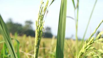 Rice fields that have turned yellow and are ready to be harvested video