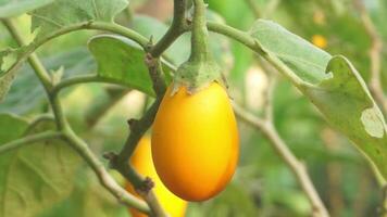 Eggplant fruit that is yellow and still on the tree and exposed to gusts of wind video