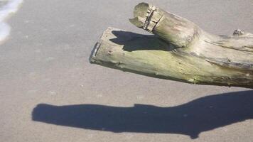 View of the shoreline on a clear day, blue sky and a dead dry wood tree video