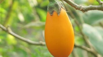 Eggplant fruit that is yellow and still on the tree and exposed to gusts of wind video