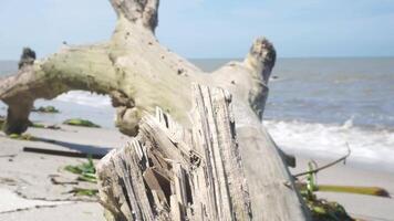 View of the shoreline on a clear day, blue sky and a dead dry wood tree video