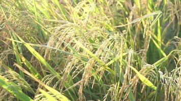 riz des champs cette avoir tourné Jaune et sont prêt à être récolté video