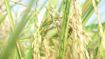 Rice fields that have turned yellow and are ready to be harvested video