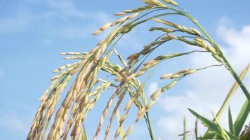 Rice fields that have turned yellow and are ready to be harvested video