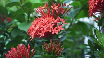 Ashoka flowers bloom beautifully in the dry season in rural areas of Indonesia video