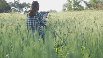 inteligente granja. granjero con tableta en el campo. agricultura, jardinería o ecología concepto. cosecha. agro negocio. video