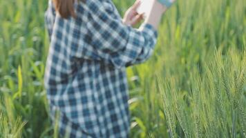 inteligente azienda agricola. contadino con tavoletta nel il campo. agricoltura, giardinaggio o ecologia concetto. raccolta. agro attività commerciale. video