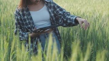 inteligente azienda agricola. contadino con tavoletta nel il campo. agricoltura, giardinaggio o ecologia concetto. raccolta. agro attività commerciale. video