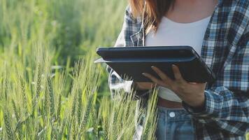 intelligent cultiver. agriculteur avec tablette dans le champ. agriculture, jardinage ou écologie concept. récolte. agro entreprise. video