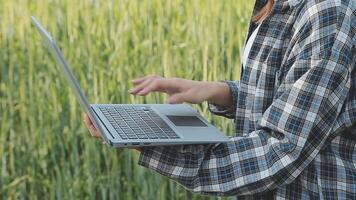 inteligente granja. granjero con tableta en el campo. agricultura, jardinería o ecología concepto. cosecha. agro negocio. video
