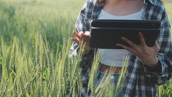 slim boerderij. boer met tablet in de veld. landbouw, tuinieren of ecologie concept. oogsten. agro bedrijf. video