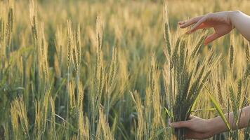 Smart farm. Farmer with tablet in the field. Agriculture, gardening or ecology concept. Harvesting. Agro business. video